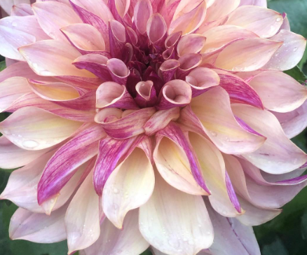Bucket of Blooms - Blush Colors