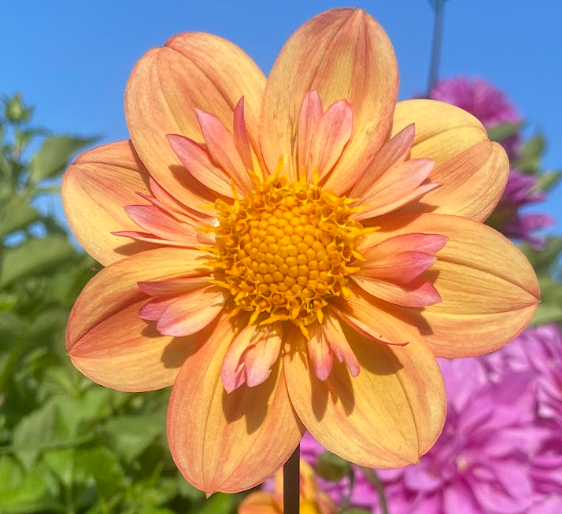 Bucket of Blooms - Your Choice