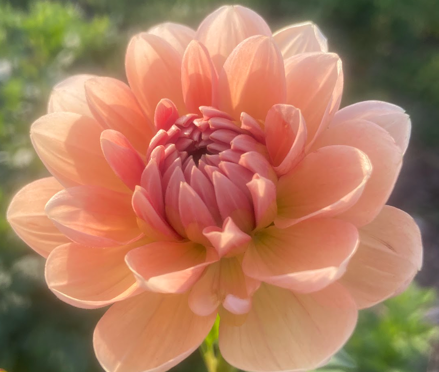 Bucket of Blooms - Blush Colors