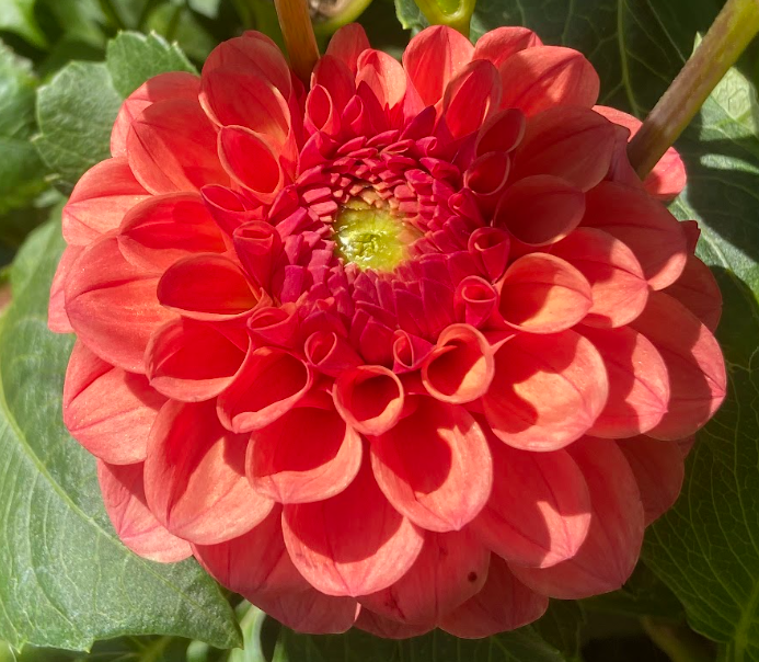 Bucket of Blooms - Fall Colors