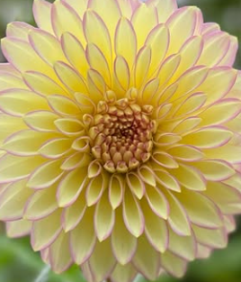 Bucket of Blooms - Your Choice