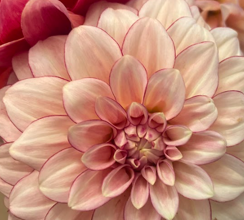 Bucket of Blooms - Blush Colors