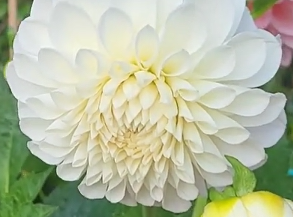 Boom Boom White