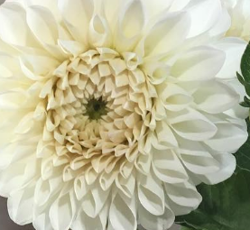 Bucket of Blooms - Wedding White
