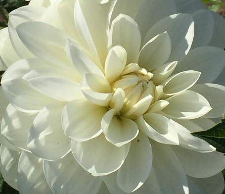 Bucket of Blooms - Wedding White