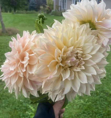 Bucket of Blooms - Blush Colors