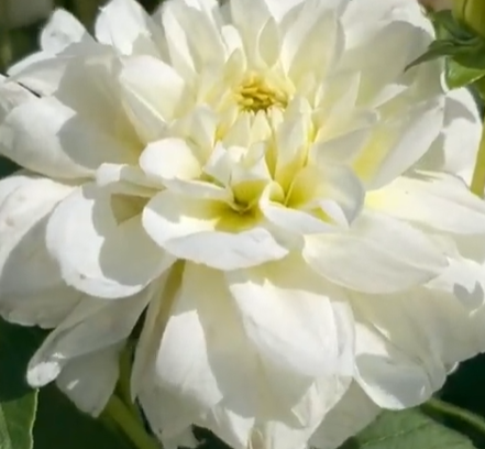 Cantarino
