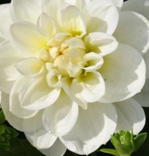 Bucket of Blooms - Wedding White
