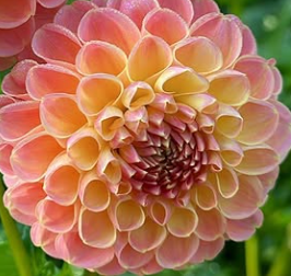 Bucket of Blooms - Your Choice
