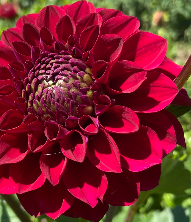 Bucket of Blooms - Fall Colors
