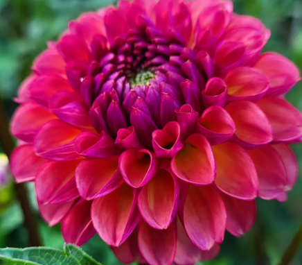 Bucket of Blooms - Your Choice