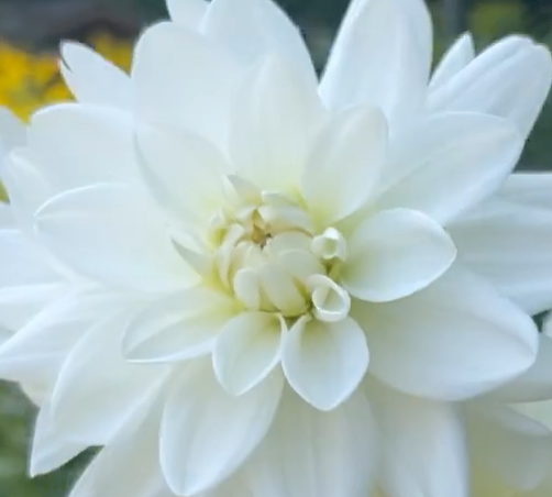 Bucket of Blooms - Wedding White