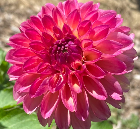 Bucket of Blooms - Your Choice
