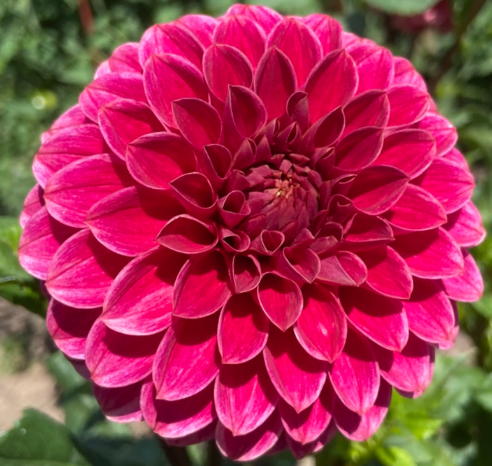 Bucket of Blooms - Fall Colors