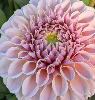 Bucket of Blooms - Blush Colors