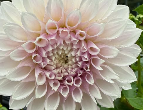 Bucket of Blooms - Blush Colors