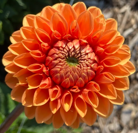 Bucket of Blooms - Fall Colors