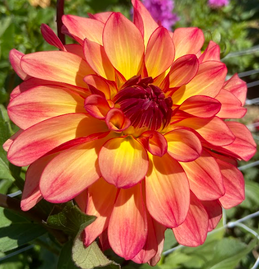 Bucket of Blooms - Your Choice