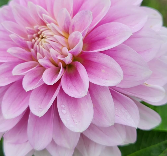 Nuvola Rosa*