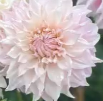 Bucket of Blooms - Blush Colors