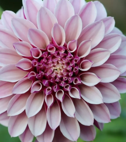 Salish Twilight Girl