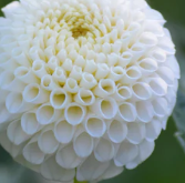 Bucket of Blooms - Wedding White