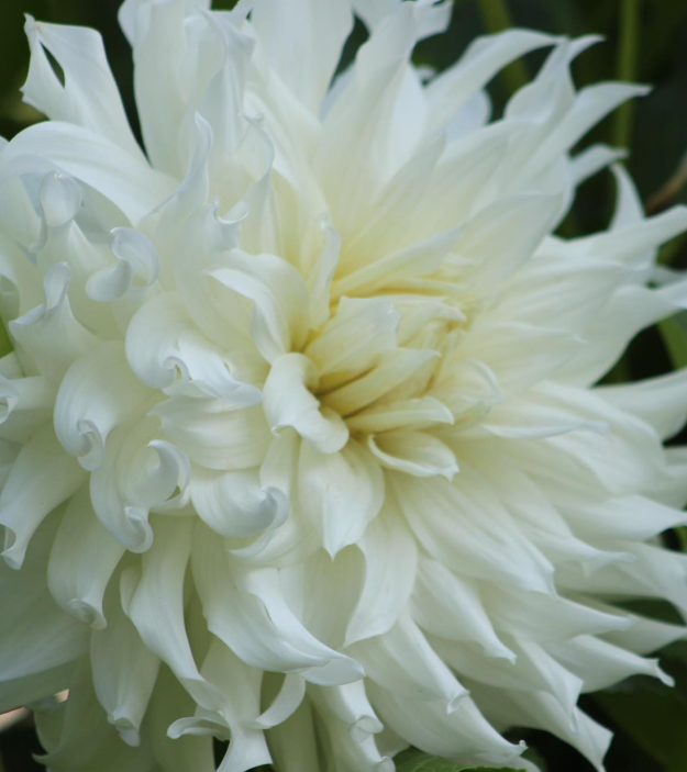 Bucket of Blooms - Wedding White