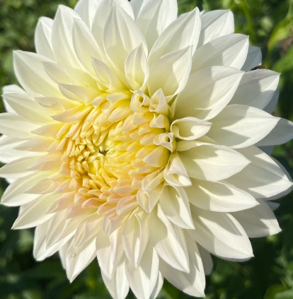 Bucket of Blooms - Wedding White