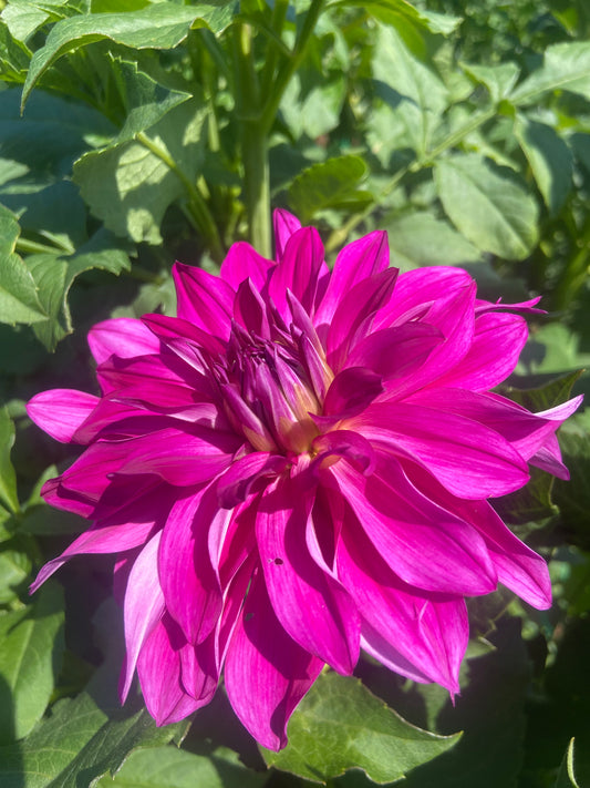 Bloomquist Enjoyment