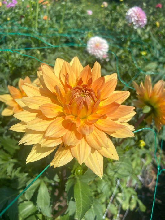 Glorie Von Noordwijks