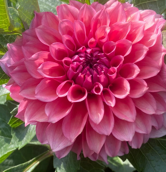 RM Pink Sugar