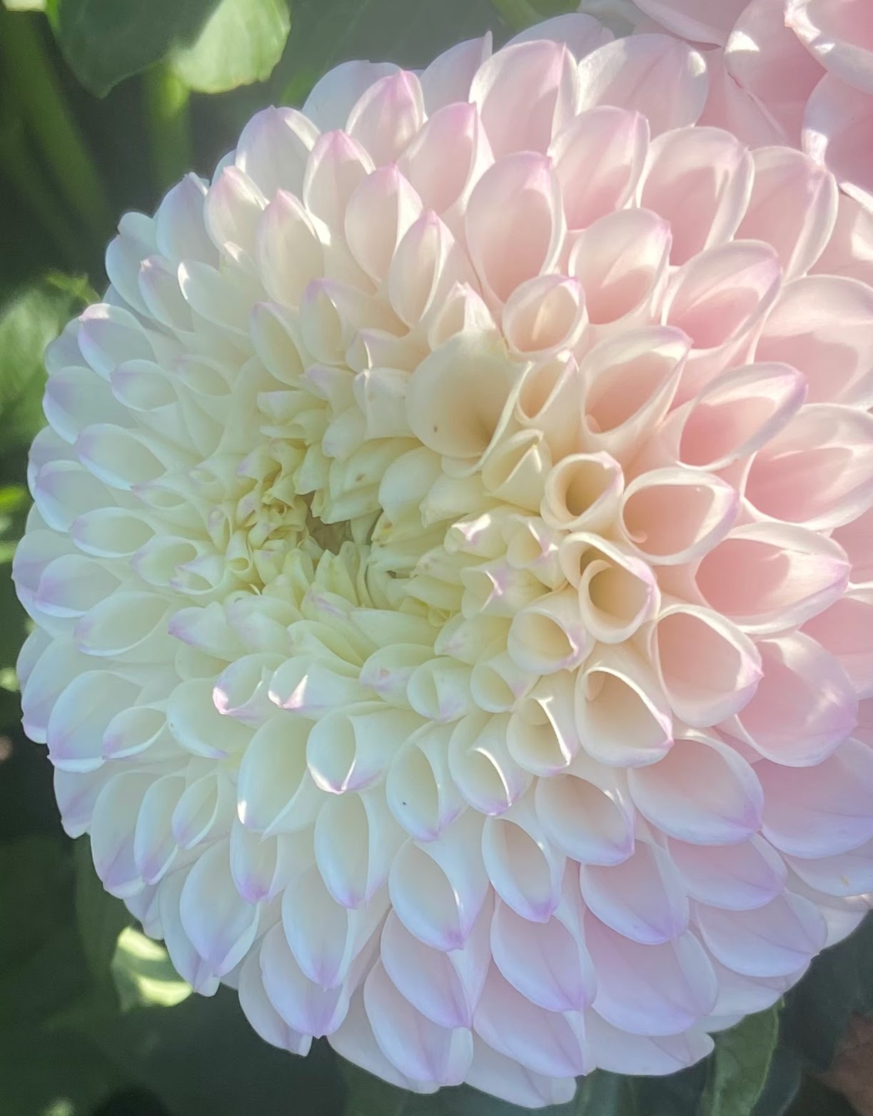 Pink Pearl