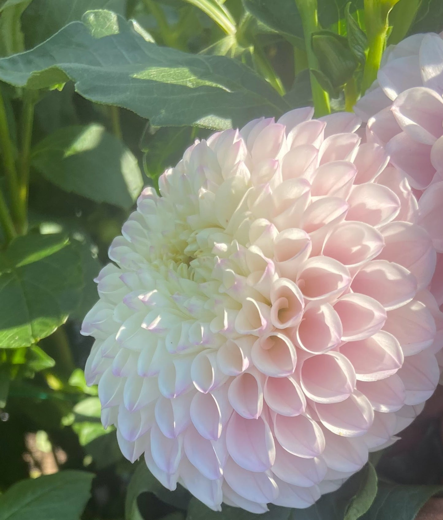 Pink Pearl