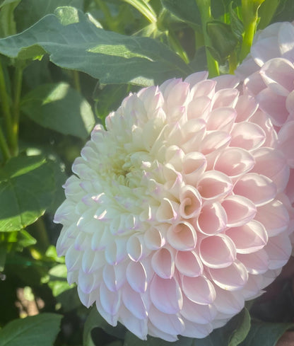 Pink Pearl